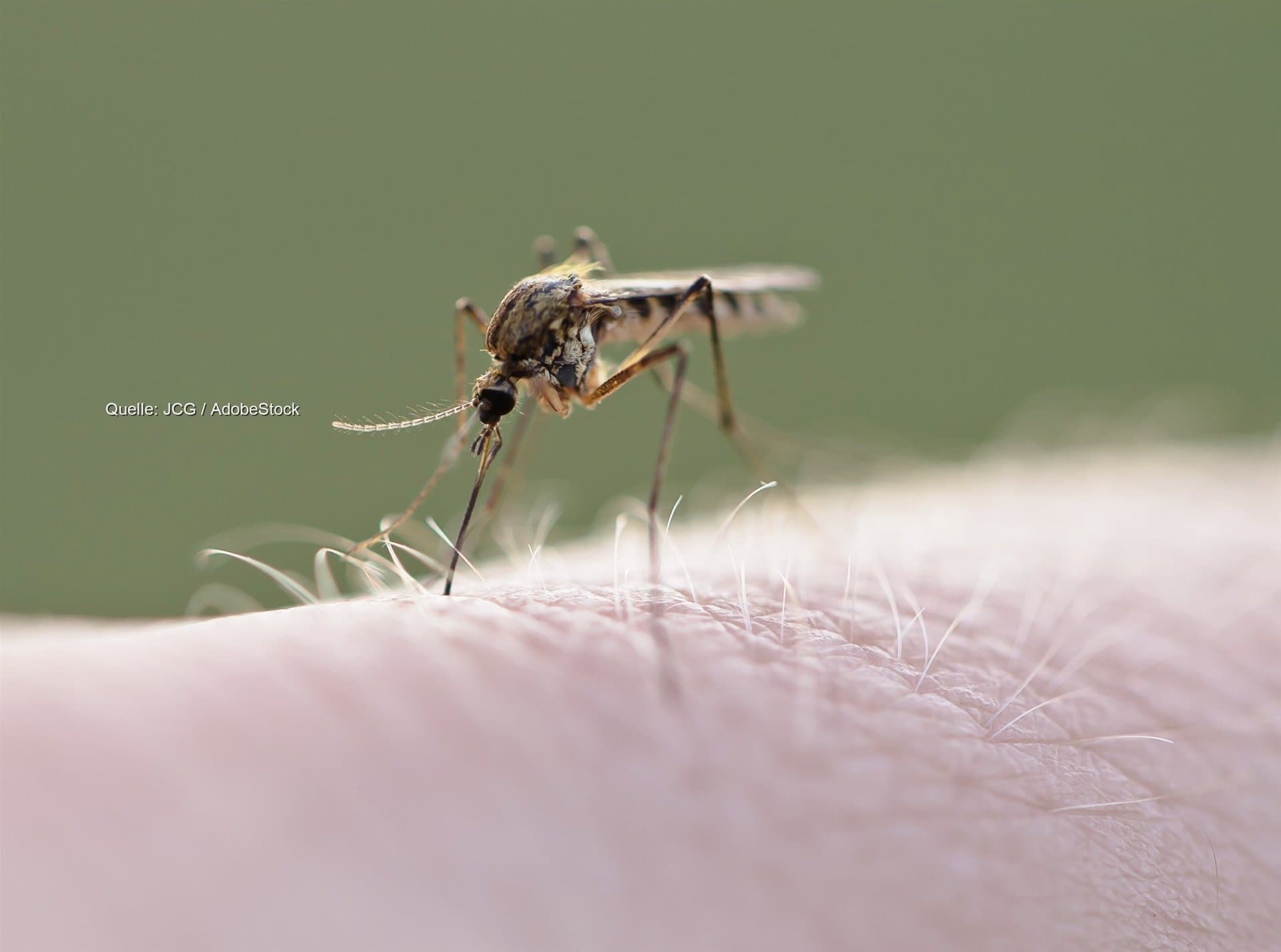 West-Nil-Virus in Europa: über 1000 Fälle in 15 Ländern